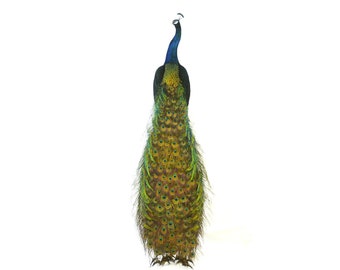 Professinal Vogel Schablonen Pfau 2 der Trophy Collection
