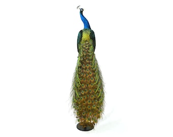 Professinal Vogel Präparation Pfau 4 von Trophy Collection