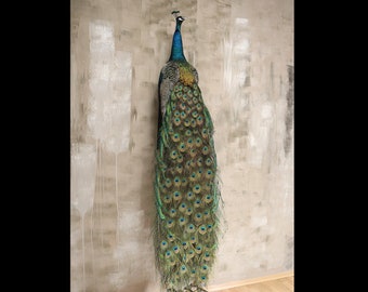 Taxidermia profesional de aves: pavo real indio de Trophy Collection