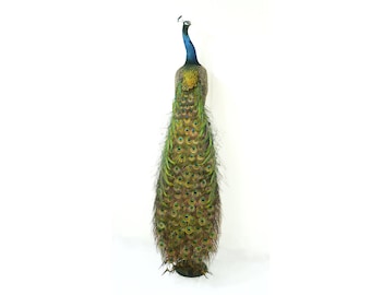 Pavo real indio 2 (Taxidermia profesional de aves) de Trophy Collection (Vasyl Danchevskiy)
