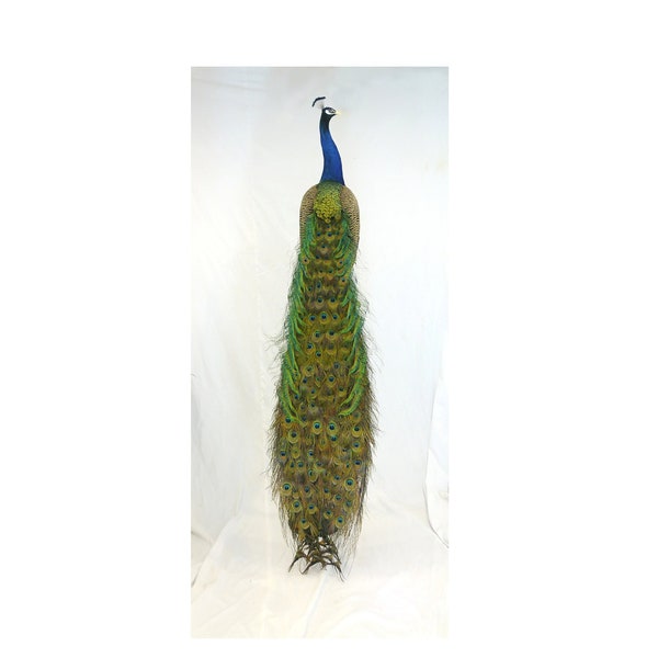 Professinal Bird Taxidermy Indian peacock by Trophy Collection ( Vasyl Danchevskiy)