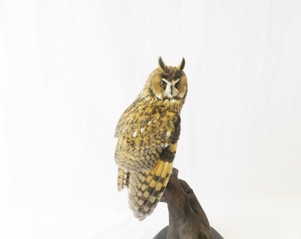 Professionelle Vogel Schablonen Eule von Trophy Collection. Ausgestopfte Vögel und Tiere auf Wandhalterung.