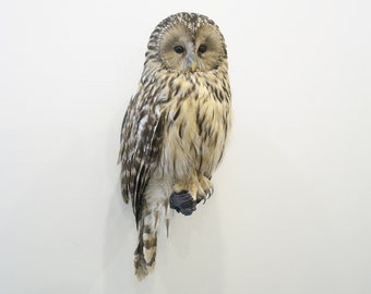Taxidermia profesional de aves Búho uralense de Trophy Collection