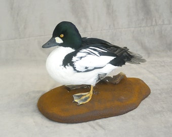 Professinal Bird Taxidermy Common Goldeneye by Trophy Collection