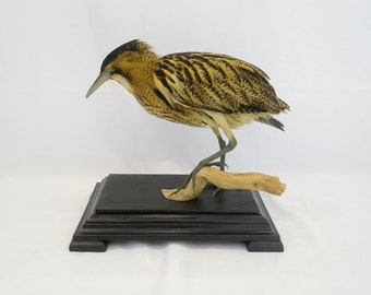 Professionelle präparierte Rohrdommel von Trophy Collection