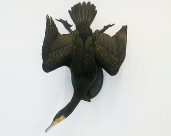 Professionelle Vogel Präparation Kormoran von Trophy Collection