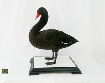 Professinal Bird Taxidermy Black Swan
