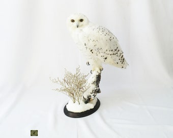 Professinal Taxidermy Snowy Owl by Trophy Collection.