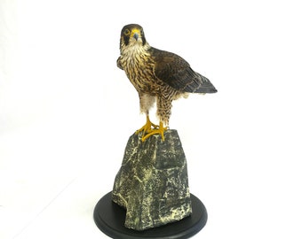 Falco lanario di tassidermia professionale della Trophy Collection.