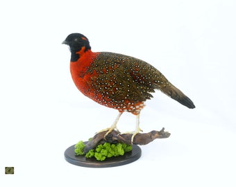 Professionelle Tierskulptur aus Temmincks Tragopan von Trophy Collection