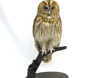 Taxidermia profesional de un búho común realizada por Trophy Collection.