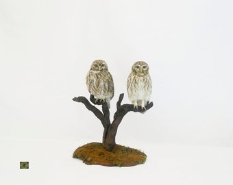 Professinal Vogel Taxidermy 2 kleine Eulen von Trophy Collection