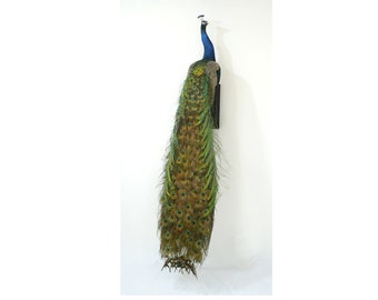 Professinal Bird Taxidermy Indian peacock 2 by Trophy Collection ( Vasyl Danchevskiy)