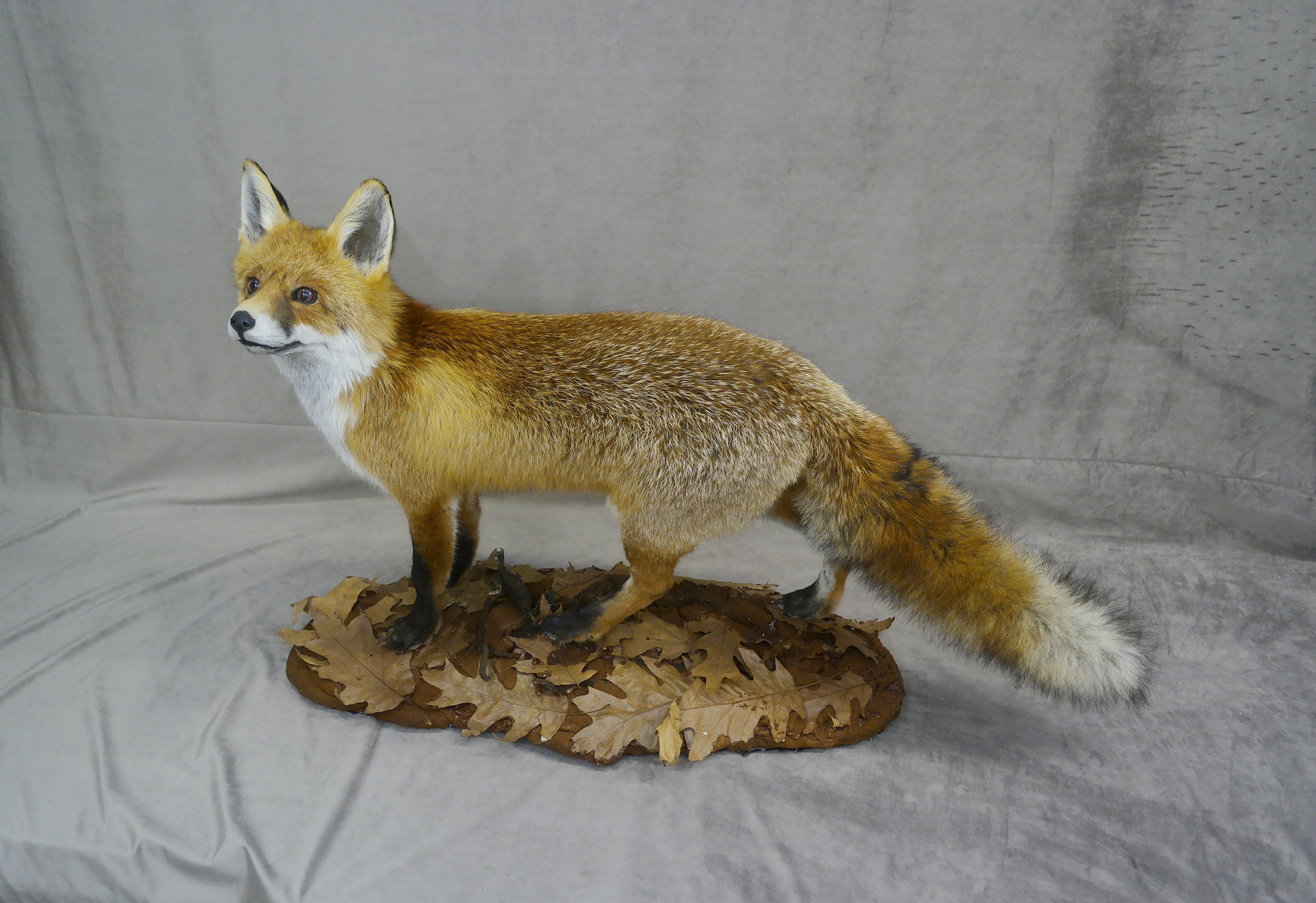 Animal Taxidermy - Etsy Animal Taxidermy - Etsy