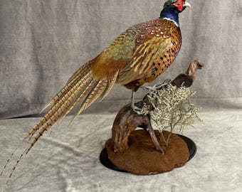 Professinal Vogel Präparator Fasan 2 von Trophy Collection. Ausgestopfte Vögel und Tiere auf Wandhalterung.