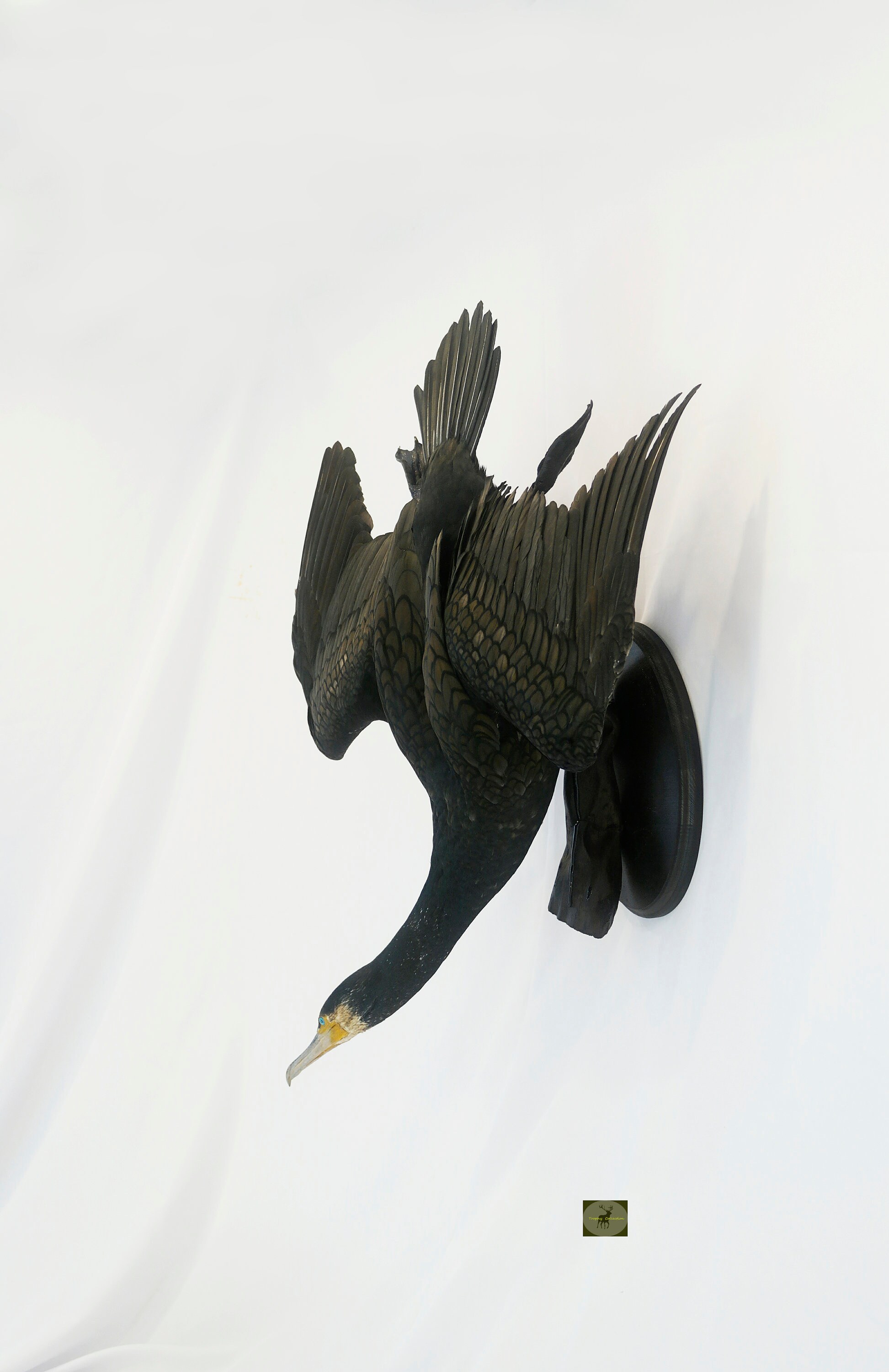 Professinal Bird Taxidermy Great Cormorant by Trophy Collection - Etsy