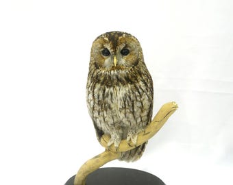 Professinal Vogel Präparator Waldkauz von Trophy Collection