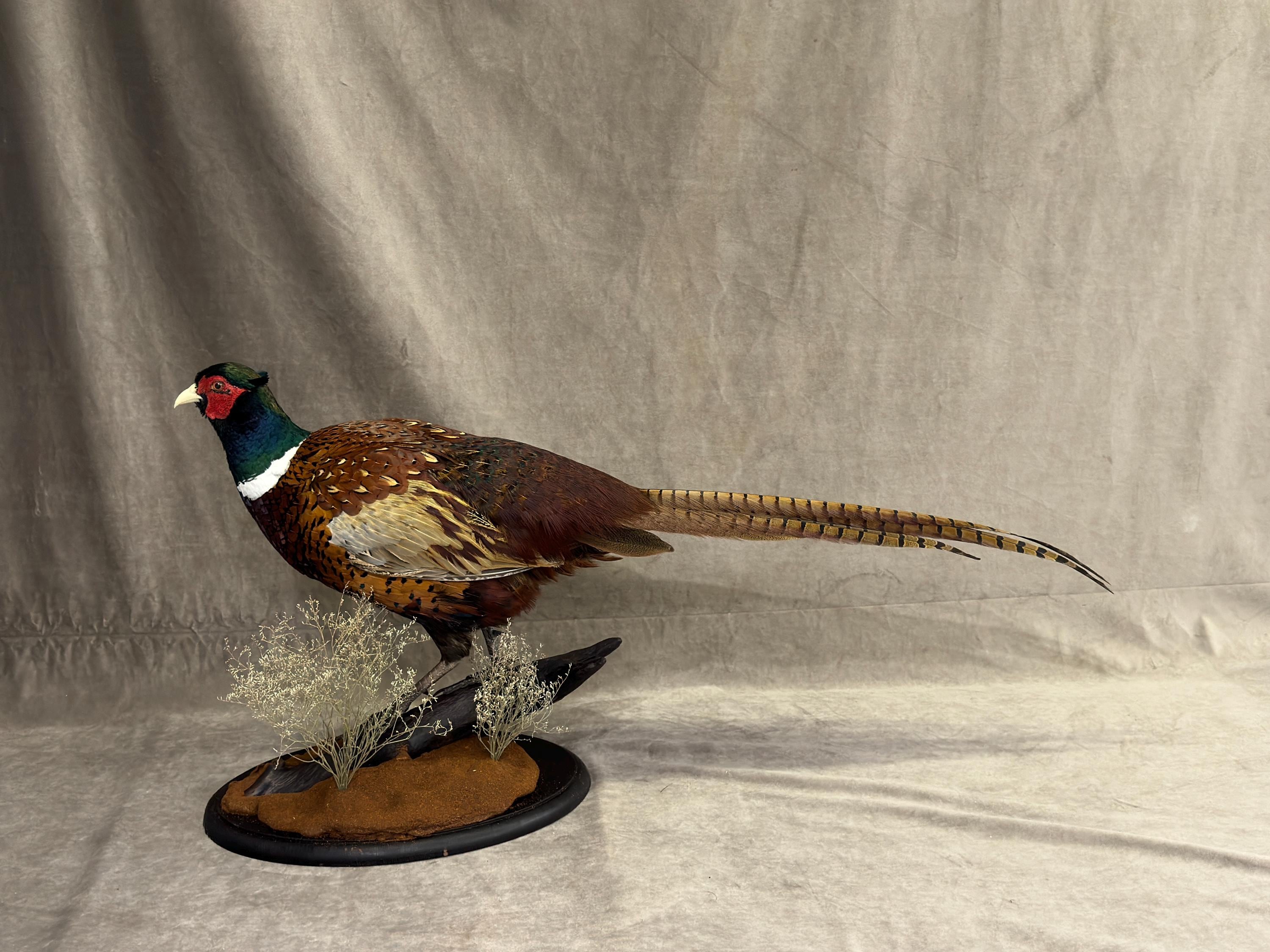 剥製 コウライキジ 雉 骨董品 鳥 芸術品 因縁物 - | いわくつき 引取り