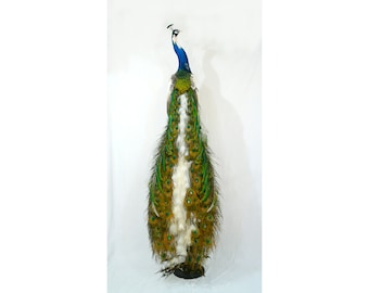 Professionelle Vogel Präparation Trauerschnauze Pfau von Trophy Collection ( Vasyl Danchevskiy )