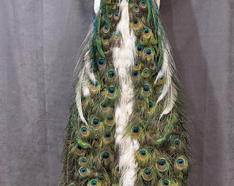 Professinal Bird Taxidermy Pied Indian Peacock 3 by Trophy Collection