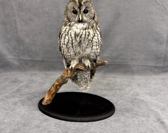 Professinal Vogel Präparator Waldkauz von Trophy Collection