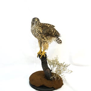 May include: Taxidermied hawk perched on a dark brown tree branch with a small patch of dried foliage. The hawk has brown and white speckled feathers, yellow talons, and a focused gaze. The base is a dark brown, circular shape.