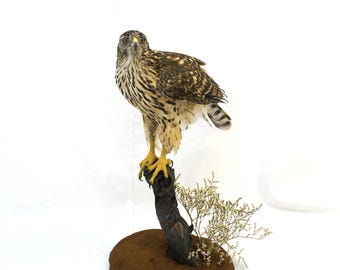 Professinal präparierte Raubvogel Habicht 2 von Trophy Collection.
