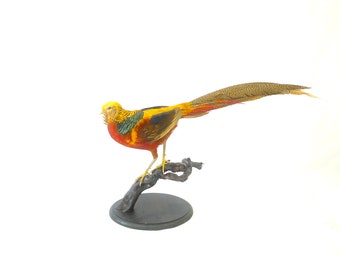 Professinal Vogel Taxidermy Goldfasan 2 von Trophy Collection