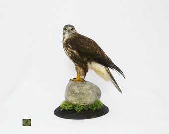 Professinal präparierter Bussard von Trophy Collection, Vogel