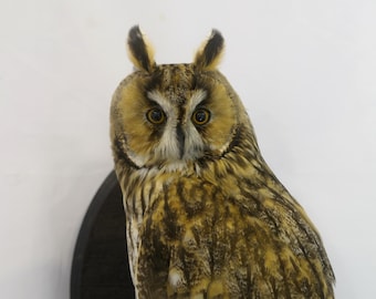 Professionelle Vogelpräparation Waldohreule von Trophy Collection. Ausgestopfte Vögel und Tiere auf Wandhalterung.