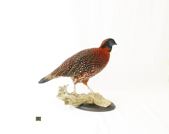 Professionelle Vogel Schablonen Tragopan von Trophy Collection. Ausgestopfte Vögel und Tiere auf Wandhalterung.