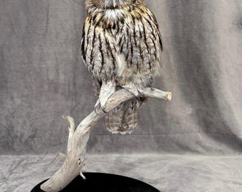 Professinal Vogel Präparator Waldkauz von Trophy Collection