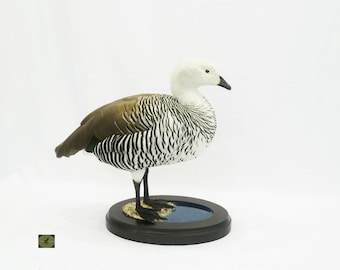 Professioneller Vogel Präparator Uplandgans (männlich) von Trophy Collection. Ausgestopfte Vögel und Tiere auf Wandhalterung.