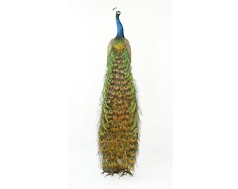 Professionelle Vogel Präparation Indianer Pfau by Trophy Collection