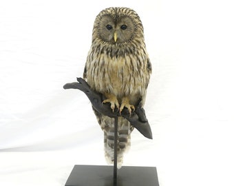 Professionelle Vogelpräparation Habichtskauz von Trophy Collection