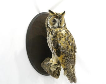 Búho chico disecado profesionalmente por Trophy Collection. Aves y animales disecados para colgar en la pared.