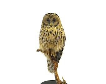Professinal Bird Taxidermy Ural owl by Trophy Collection