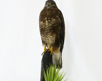 Professinal präparierter Bussard von Trophy Collection, Vogel