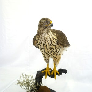 May include: A taxidermied hawk perched on a dark wooden branch. The hawk has brown and white speckled feathers, yellow talons, and a yellow beak. The bird is mounted on a black base with dried foliage.
