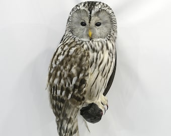 Professionelle Vogelpräparation Habichtskauz von Trophy Collection