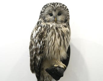 Professinal Bird Taxidermy Ural owl by Trophy Collection