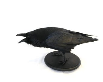 Premium Tierskulptur. Rabe