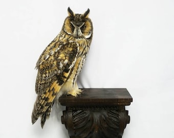 Professinal Taxidermy Long eared owl by Trophy Collection, bird