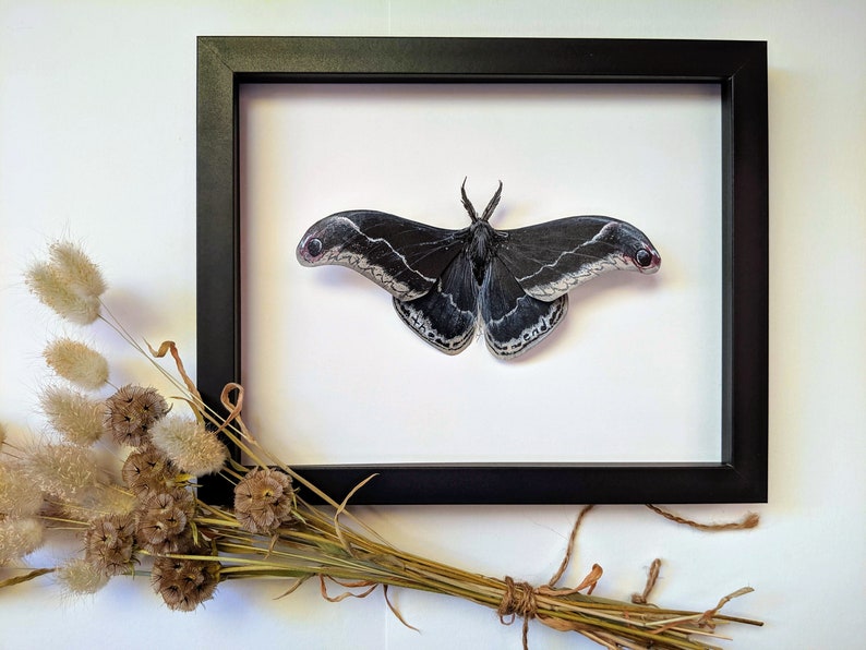 Moth framed/ faux taxidermy/ framed insect/ paper moth Etsy
