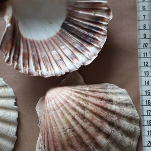 K&ouml;nnte beinhalten: Zwei Jakobsmuschel-Schalen, eine ist hellbraun und die andere cremefarben mit braunen Flecken. Die Muscheln liegen auf einer braunen Oberfl&auml;che neben einem Lineal.