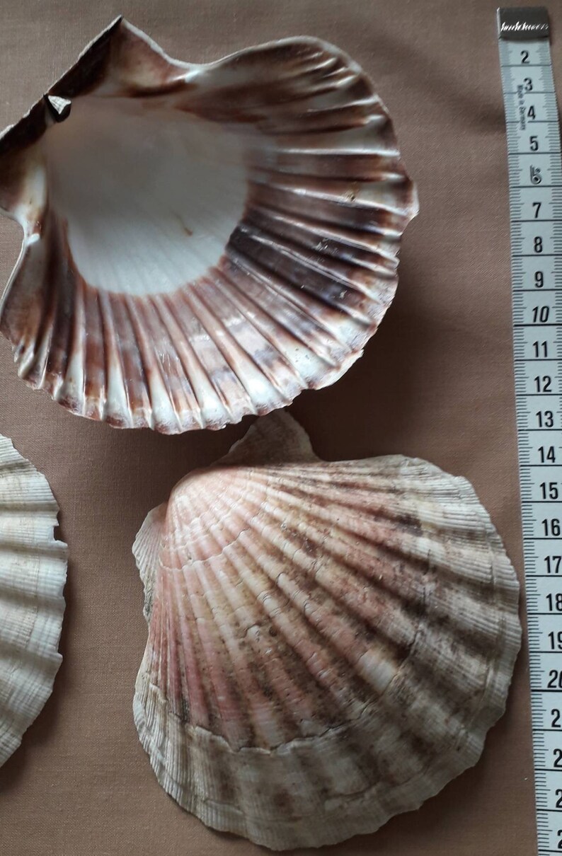 K&ouml;nnte beinhalten: Zwei Jakobsmuschel-Schalen, eine ist hellbraun und die andere cremefarben mit braunen Flecken. Die Muscheln liegen auf einer braunen Oberfl&auml;che neben einem Lineal.