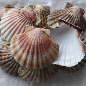 K&ouml;nnte beinhalten: Eine Gruppe von Jakobsmuschel-Schalen in verschiedenen Braunt&ouml;nen, Wei&szlig; und Rosa. Die Schalen sind in einem Stapel angeordnet, wobei sich einige &uuml;berlappen.