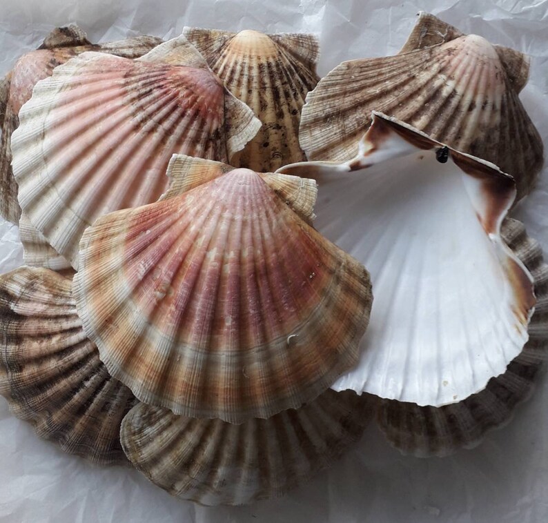 K&ouml;nnte beinhalten: Eine Gruppe von Jakobsmuschel-Schalen in verschiedenen Braunt&ouml;nen, Wei&szlig; und Rosa. Die Schalen sind in einem Stapel angeordnet, wobei sich einige &uuml;berlappen.