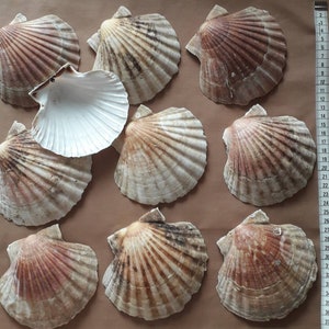 K&ouml;nnte beinhalten: Eine Sammlung von neun Jakobsmuschel-Schalen, einige in nat&uuml;rlicher brauner und wei&szlig;er Farbe, und eine mit wei&szlig;em Innenraum und braunem Au&szlig;enraum. Die Schalen sind auf einer braunen Oberfl&auml;che angeordnet.