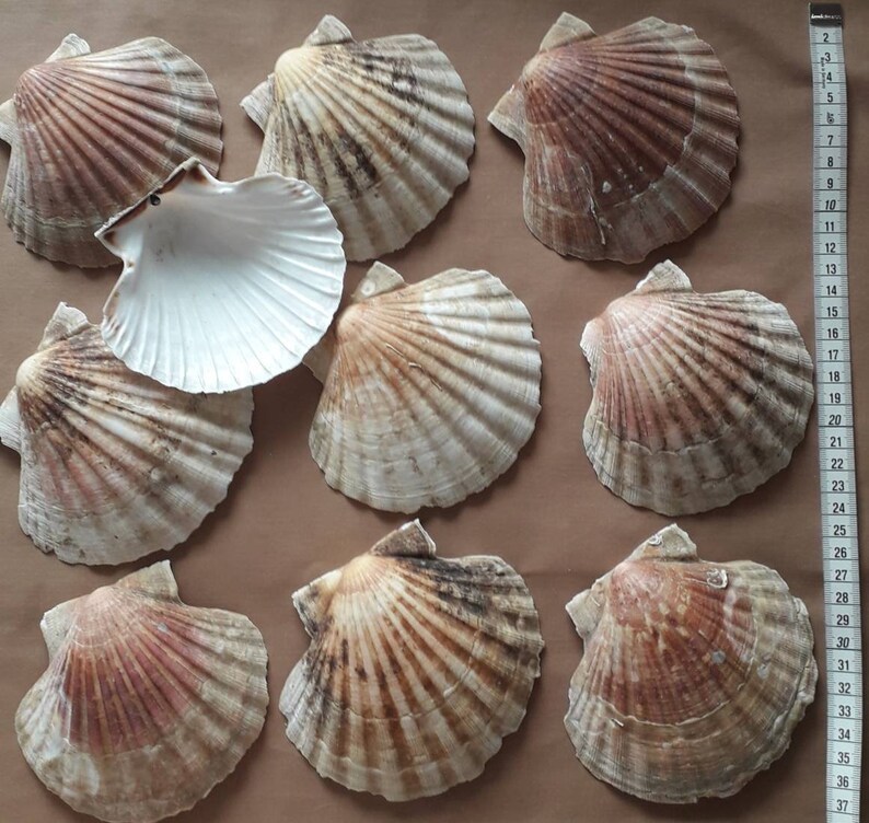 K&ouml;nnte beinhalten: Eine Sammlung von neun Jakobsmuschel-Schalen, einige in nat&uuml;rlicher brauner und wei&szlig;er Farbe, und eine mit wei&szlig;em Innenraum und braunem Au&szlig;enraum. Die Schalen sind auf einer braunen Oberfl&auml;che angeordnet.